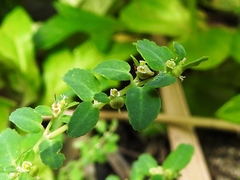 Euphorbia cozumelensis