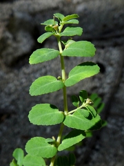 Euphorbia cozumelensis