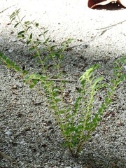 Euphorbia cozumelensis