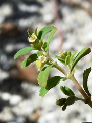 Euphorbia cozumelensis