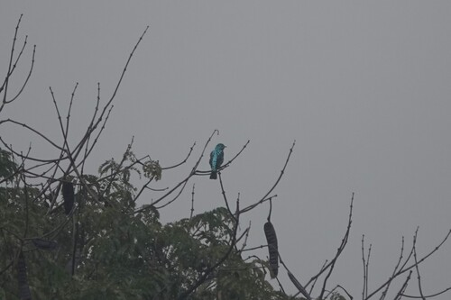 Spangled Cotinga (Cotinga cayana), photo 4