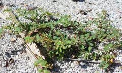 Euphorbia cozumelensis