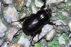 Eophileurus chinensis