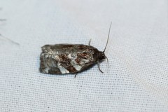 Archips mortuana