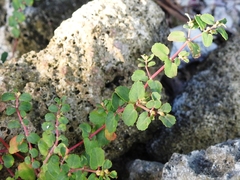 Euphorbia cozumelensis