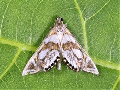 Chrysendeton medicinalis