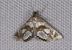 Chrysendeton medicinalis