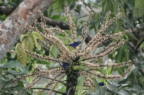 Opal-rumped Tanager (Tangara velia), photo 7