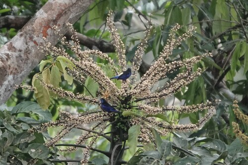 Opal-rumped Tanager (Tangara velia), photo 8