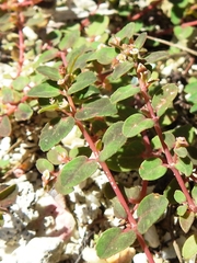 Euphorbia cozumelensis