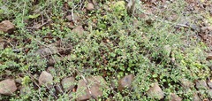Coprosma depressa