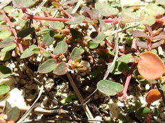 Euphorbia cozumelensis