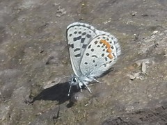 Euphilotes battoides
