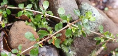 Coprosma depressa