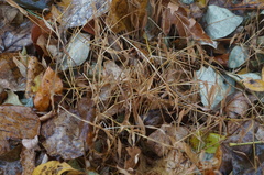 Microstegium vimineum