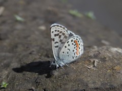 Euphilotes battoides