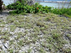 Euphorbia cozumelensis