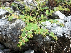 Euphorbia cozumelensis