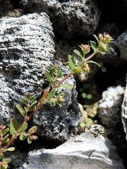 Euphorbia cozumelensis