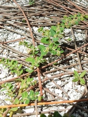 Euphorbia cozumelensis