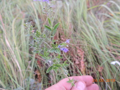 Veronica spuria