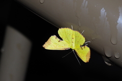 Corymica pryeri