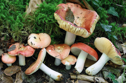 Russula maculata — (c) Daniel Ghyselinck, some rights reserved (CC BY)