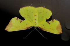 Corymica pryeri