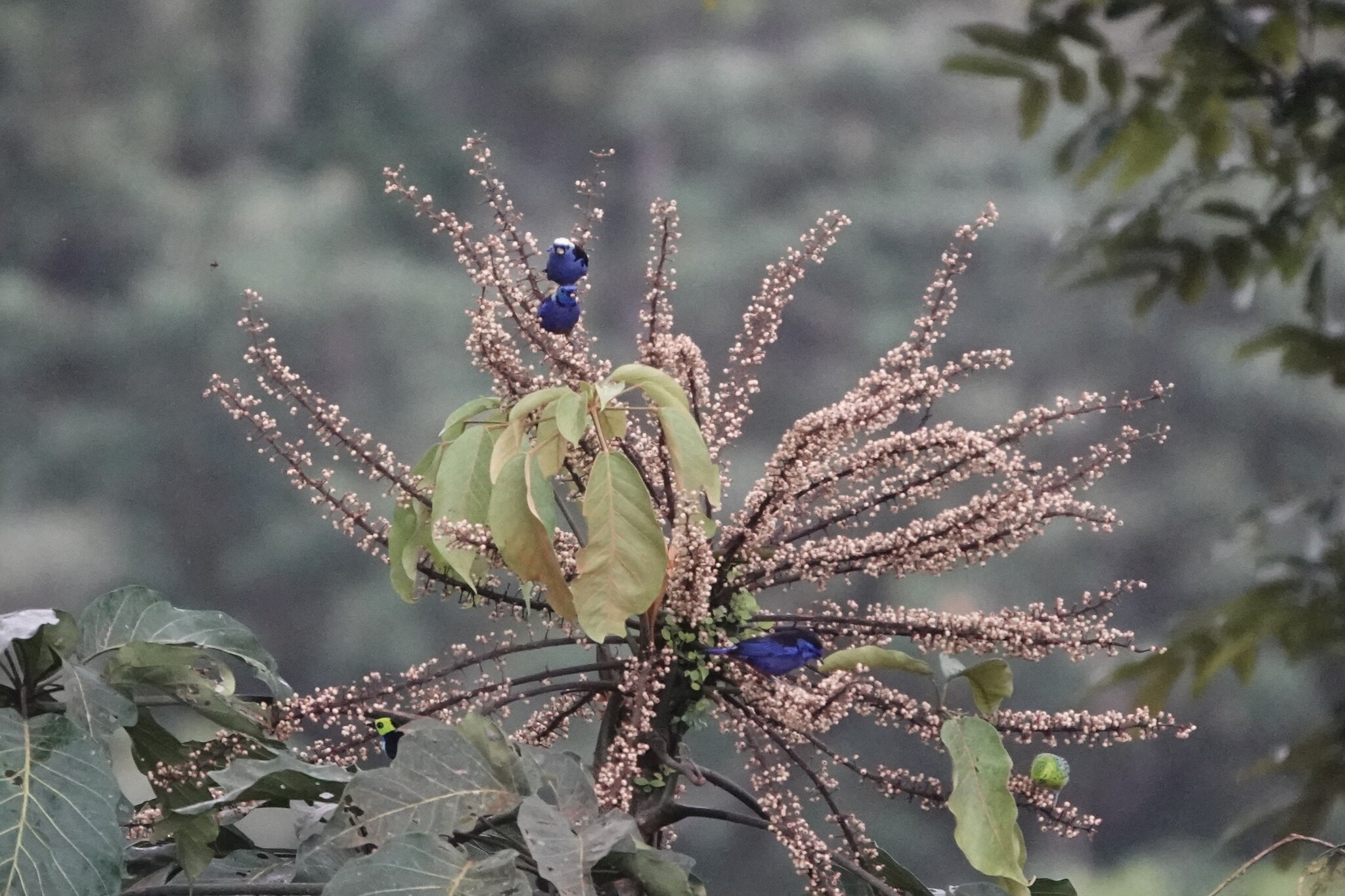 Opal-crowned Tanager (Tangara callophrys), photo 2