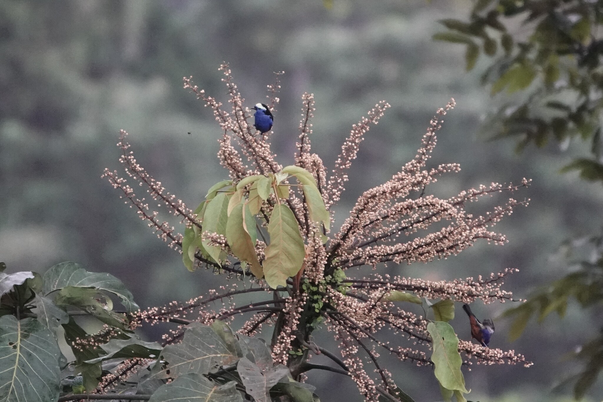 Opal-crowned Tanager (Tangara callophrys), photo 1