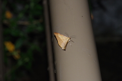 Pseudonadagara semicolor