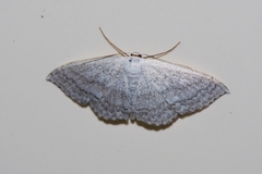 Scopula coniaria