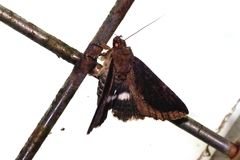 Ercheia dubia
