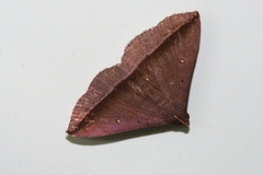 Hadennia obliqua