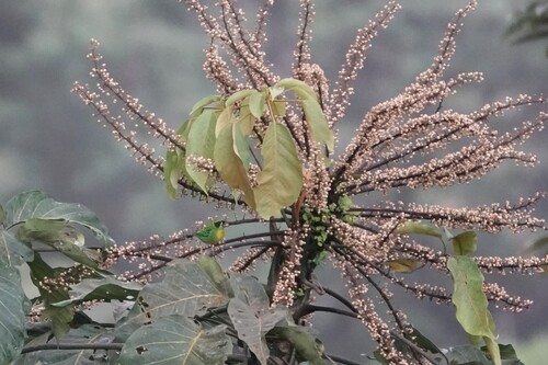 Green-and-gold Tanager (Tangara schrankii), photo 4