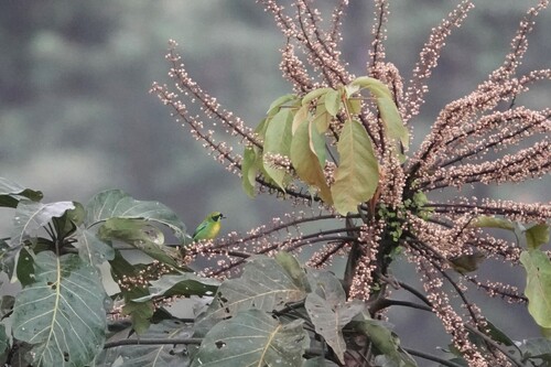 Green-and-gold Tanager (Tangara schrankii), photo 3