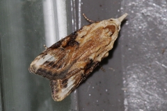 Peragrarchis syncolleta