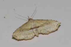 Hypenagonia