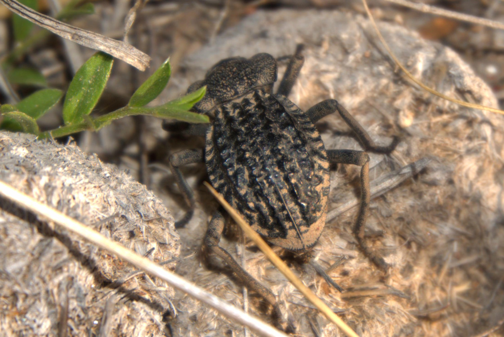 Philolithus rugosissimus