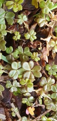 Oxalis magellanica