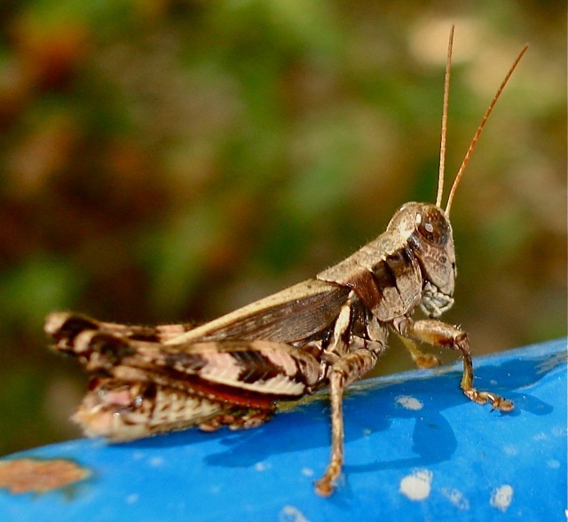 Tunica Spur-throat Grasshopper
