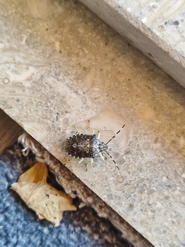 Mottled Stink Bug