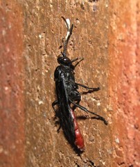 Protichneumon