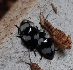 Barytopus lunulatus