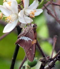 Aguna asander asander