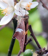 Aguna asander asander