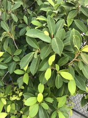 Ficus microcarpa