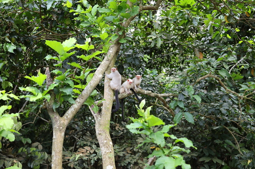 Silvery Marmoset