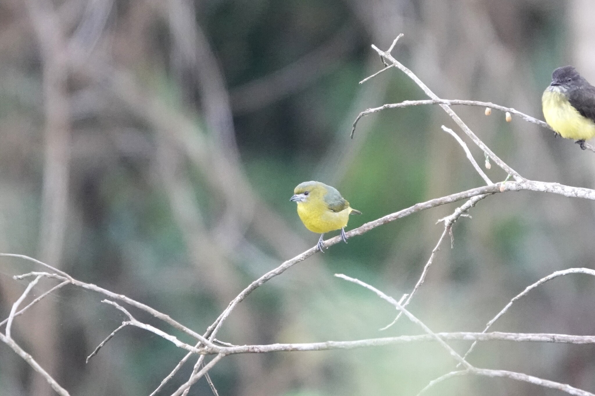 White-lored Euphonia (Euphonia chrysopasta), photo 7