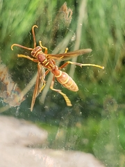 Polistes arizonensis